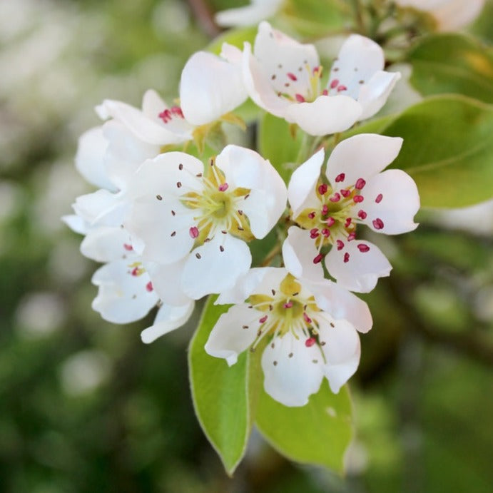 Clara Frijs pæretræ - Pyrus Communis Clara Frijs med smukke hvide blomster i det tidlige forår og pæne grønne blade og løv