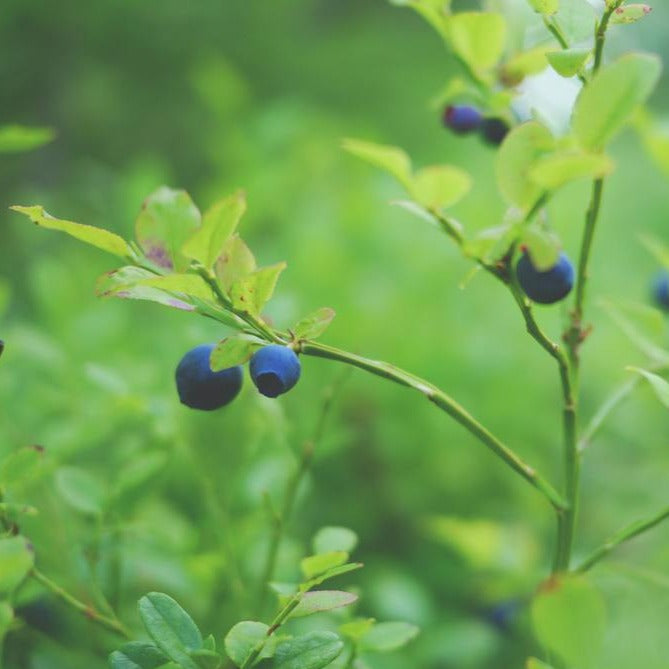 mystisk og næsten tåget billede af enkelte blåbær på stilke
