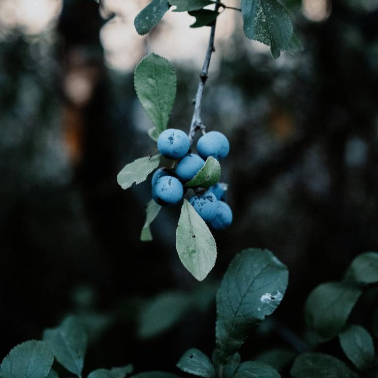 utrolig flotte blåbær i aftensolen en efterårsdag, let støvet blålligt udtryk og fine grønne blade