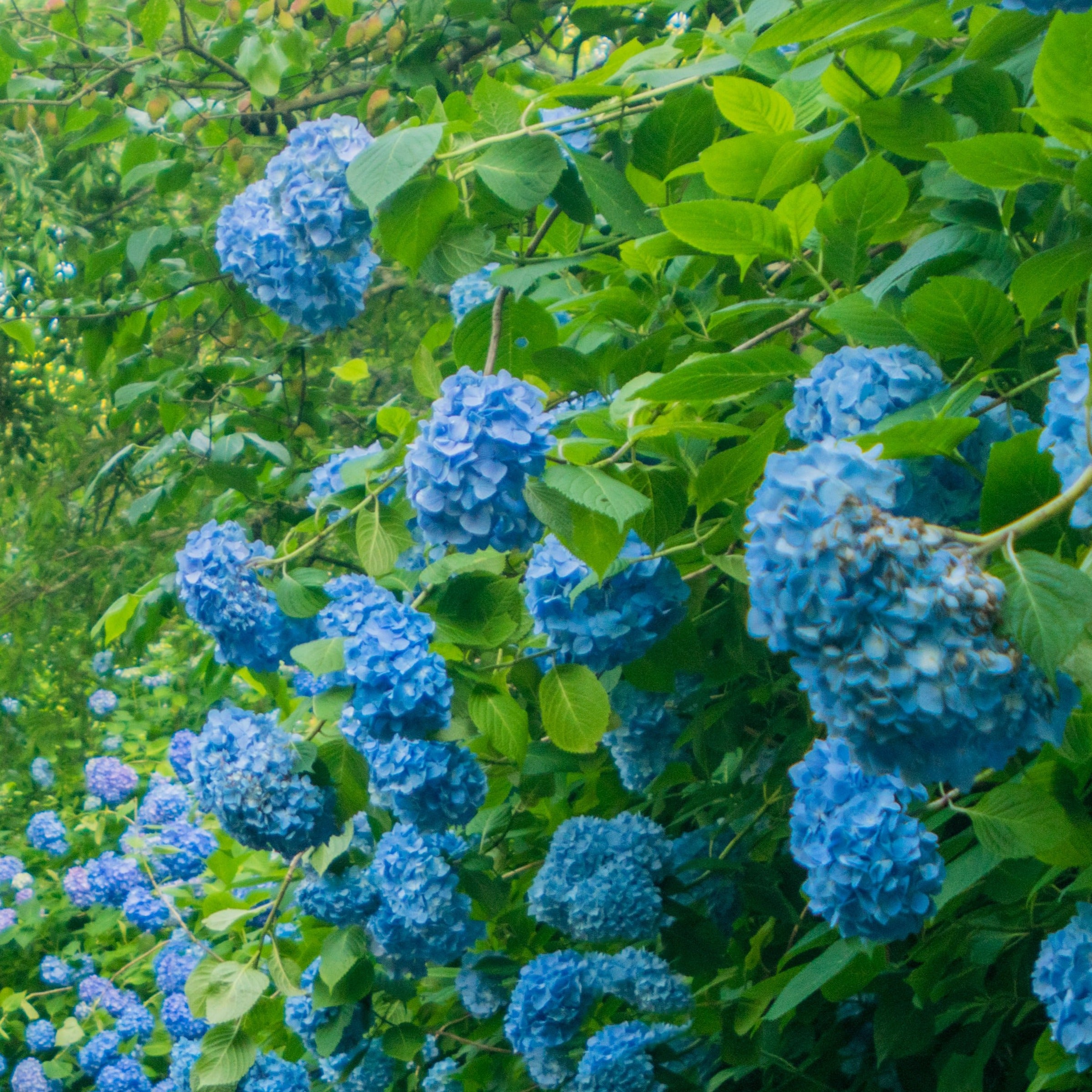 Blå hortensia (Hydrangea Macrophylla Blaumeise) kendetegnes ved de store, smukke blomsterskærme i blå og blållige nuancer og med pæne grønne blade her som samlet busk