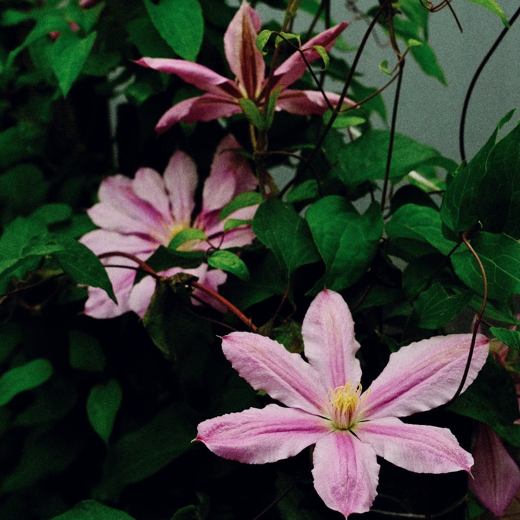 Lysrosa Klematis (Clematis Nelly Moser) har et fint udtryk i blomsten, striber af sart rosa i det hvide. med flere blomster her i lidt mørk setting