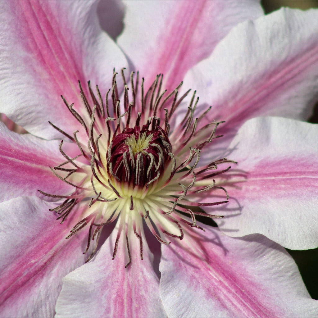 Lysrosa Klematis (Clematis Nelly Moser) har et fint udtryk i blomsten, striber af sart rosa i det hvide. zoomet ind på støvdragerne i midten