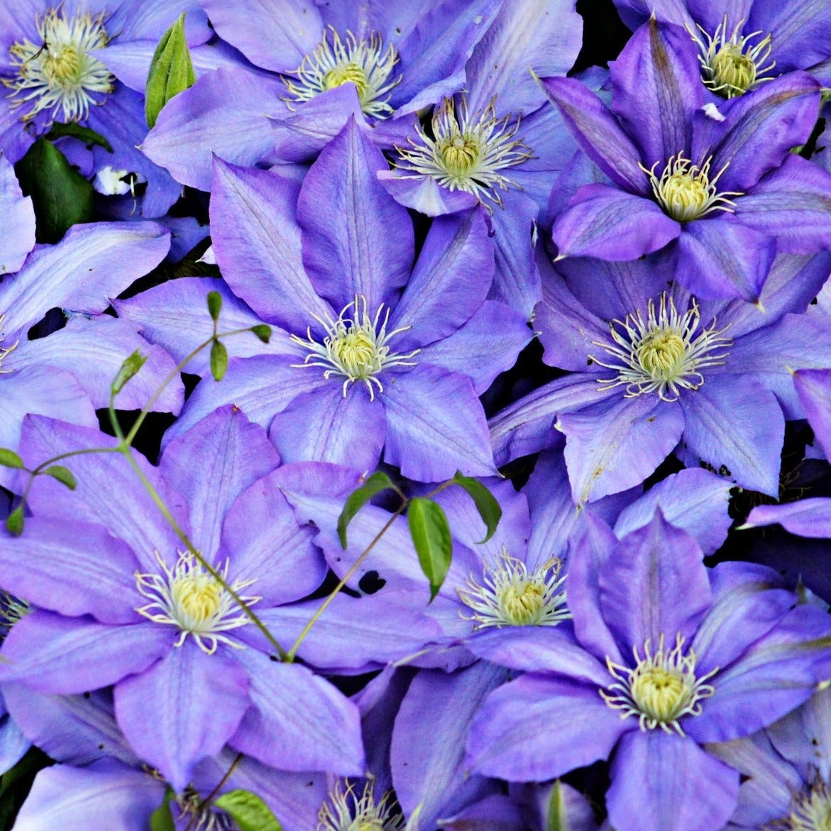 Blå klematis (Clematis Multi Blue) har flotte mørkeblå blomster med hvid stribe midt i de enkelte kronblade massere og massere af blomster