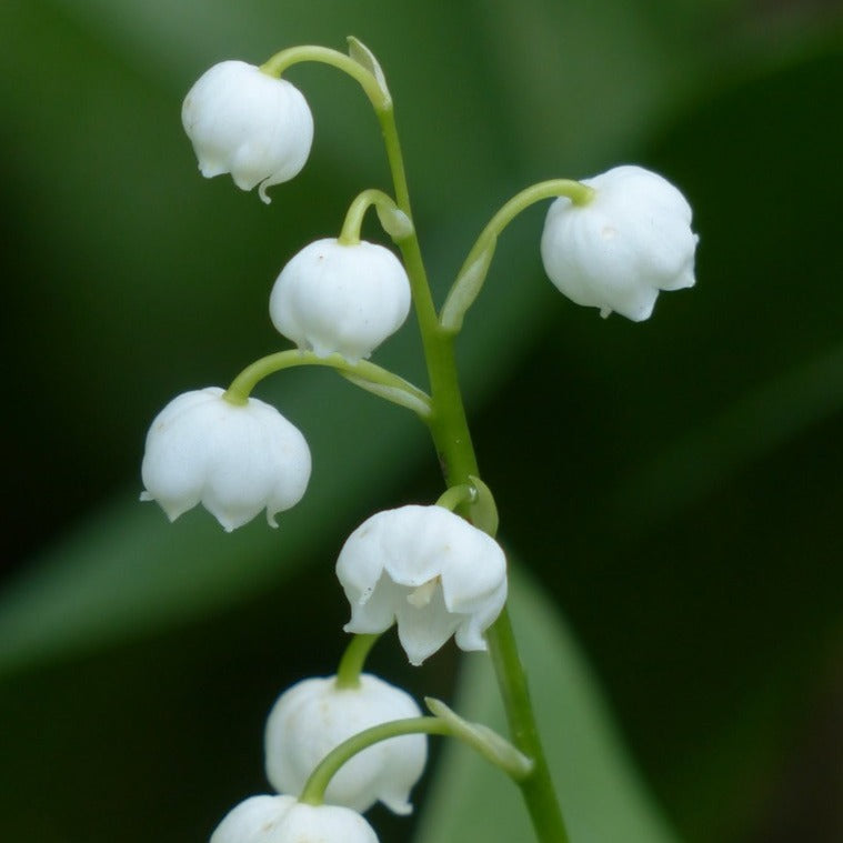 Liljekonval - Convallaria Majalis er en smukt, elegant og yndefuld hvidblomstrende staude hvor blomsterne titter frem og op