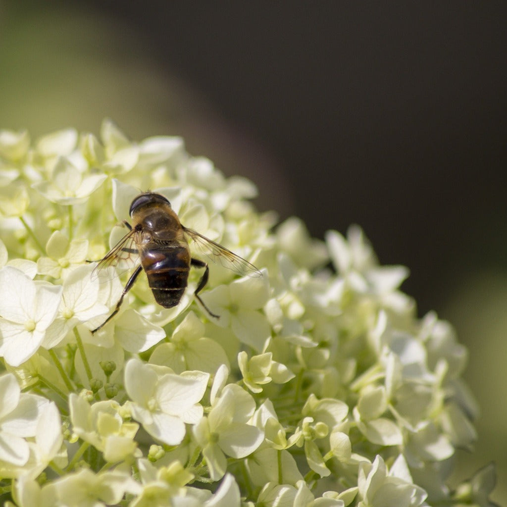 Den hvide hortensia (Hydrangea Macrophylla Alma) er god for bier og har flotte hvide blomster, her på mørk baggrund