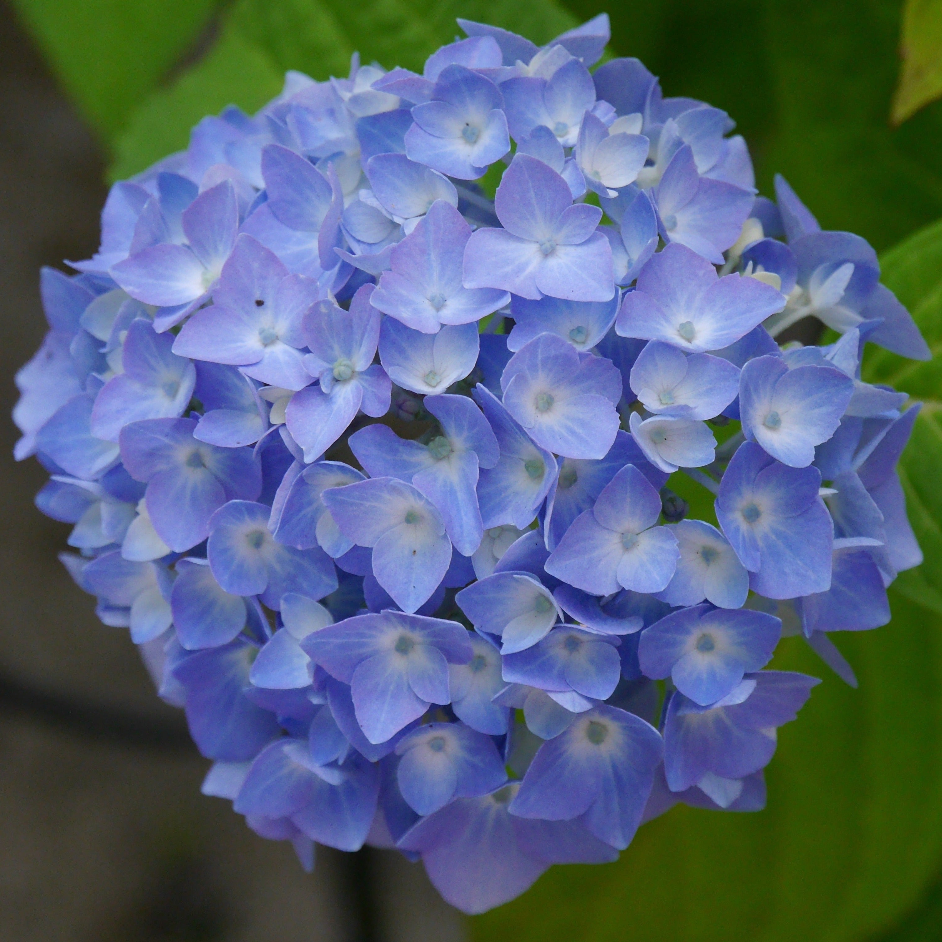 Blå hortensia (Hydrangea Macrophylla Blaumeise) kendetegnes ved de store, smukke blomsterskærme i blå og blållige nuancer og med pæne grønne blade her fokus på enkelt blomst
