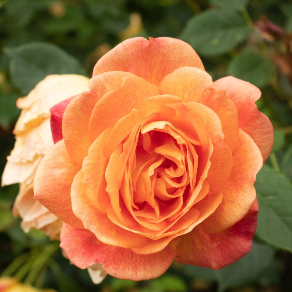 Storblomstret rose med flotte orange til laksefarvede blomster. Flora Danica Rose