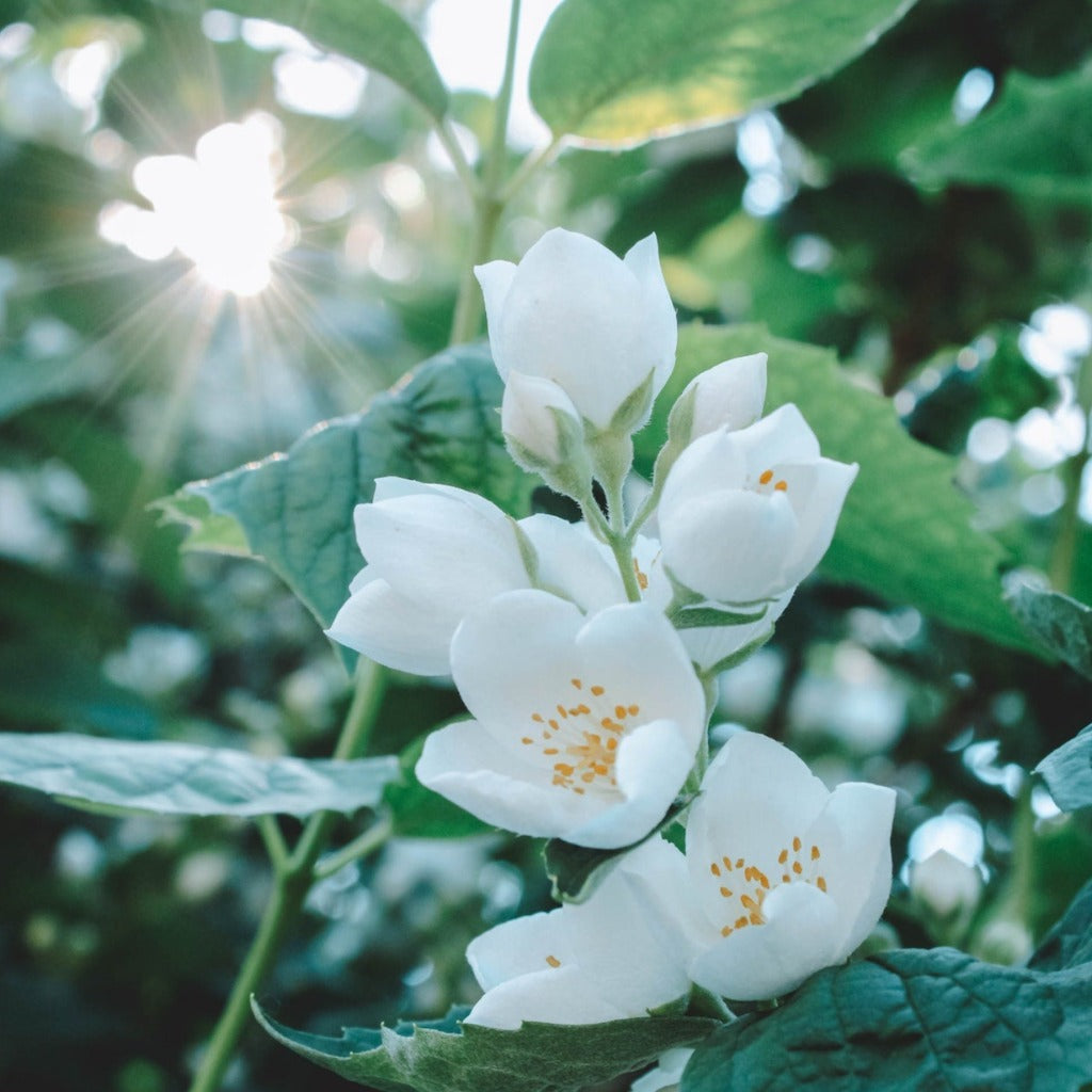 Uægte Jasmin - Philadelphus Schneesturm er en fantastisk duftende plante og her ses de hvide blomster og grønne blade med en fin solstråle der skinner igennem dem