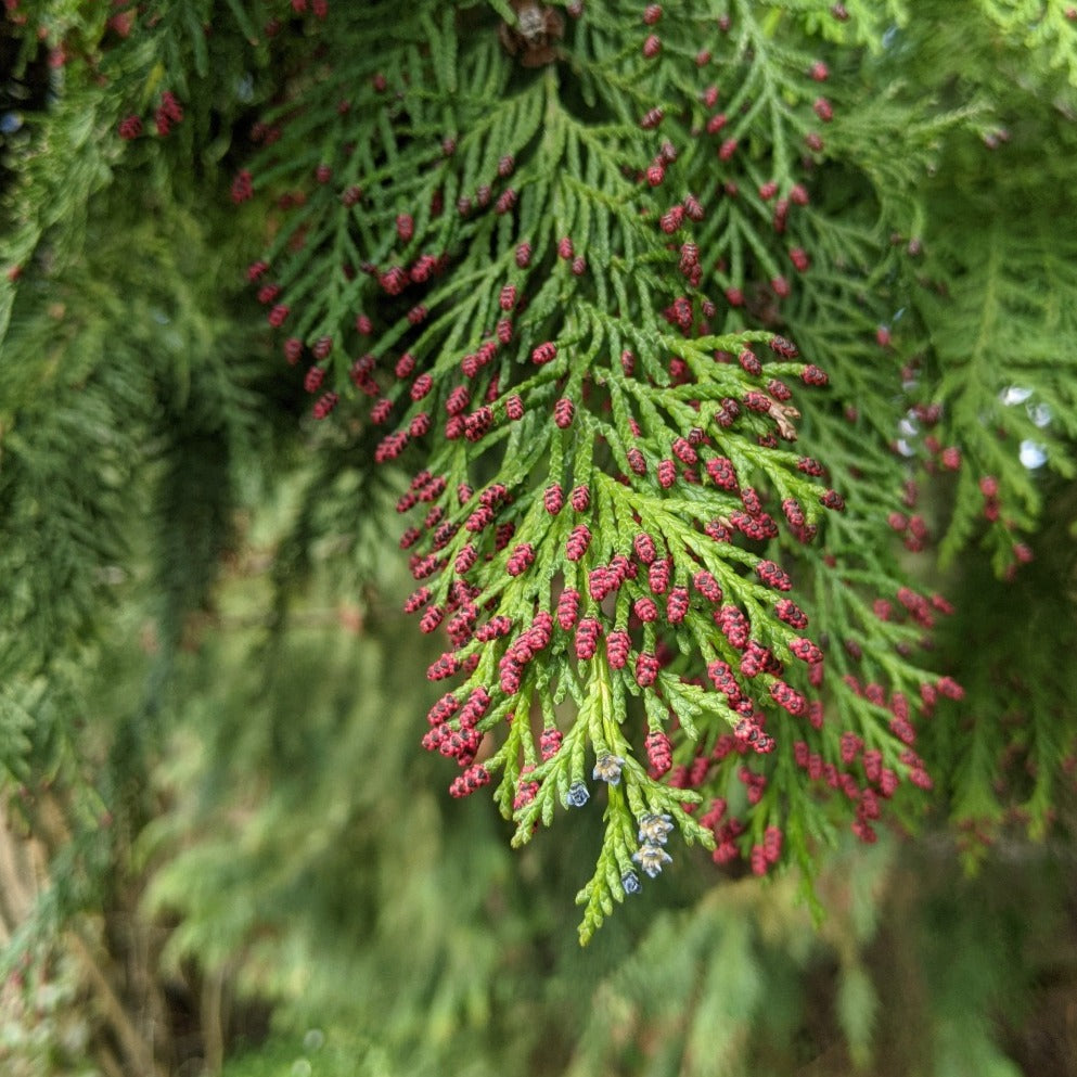 Almindelig Thuja - Thuja Occidentalis Brabant solitært træ eller til hæk her med smukke blomster og hvor det er utrolig nemt, at klippe i det smaragdgrønne løv, der får de yndigste små røde kogler