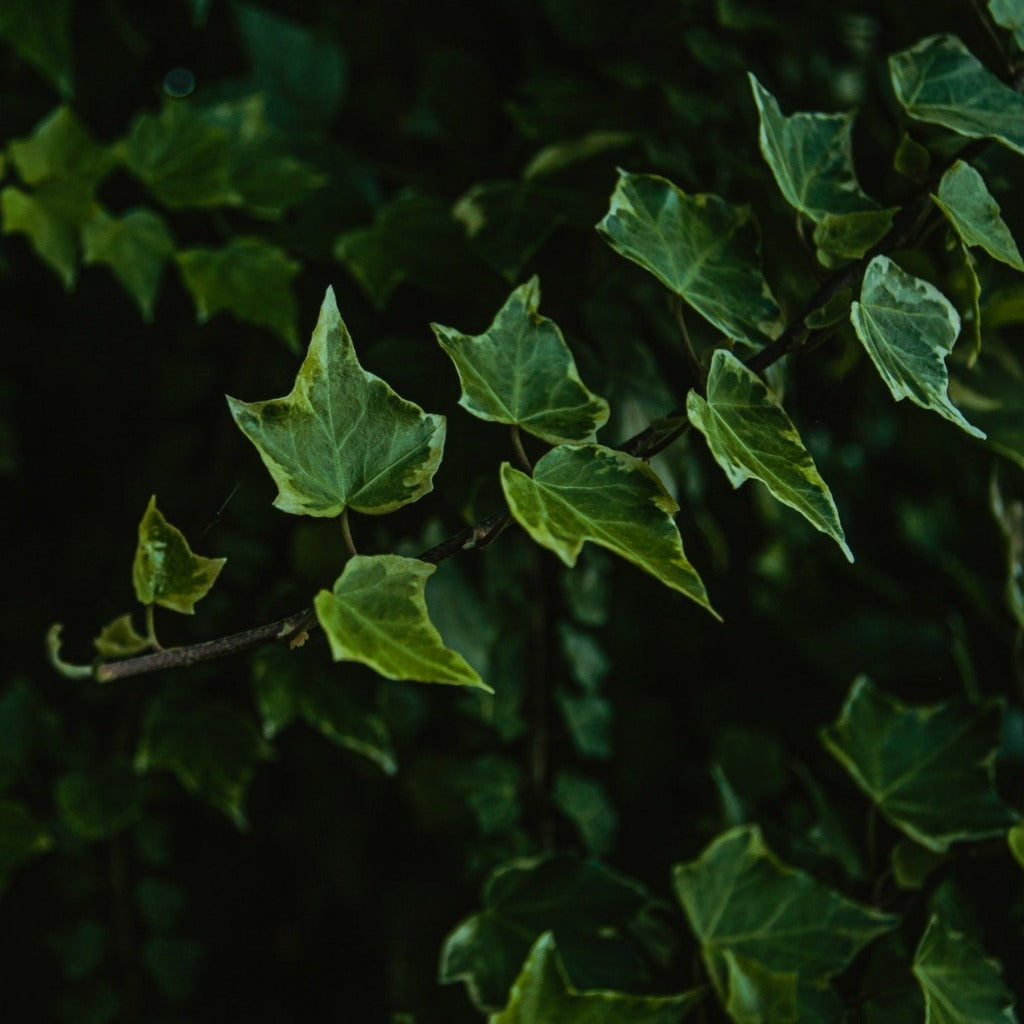 Vedbend (Hedera Hibernica) også kaldet efu er i høj grad er her i mørke hvor lyset der rammer de hvide optegninger i bladene kastes tilbage og lyser haverummet op