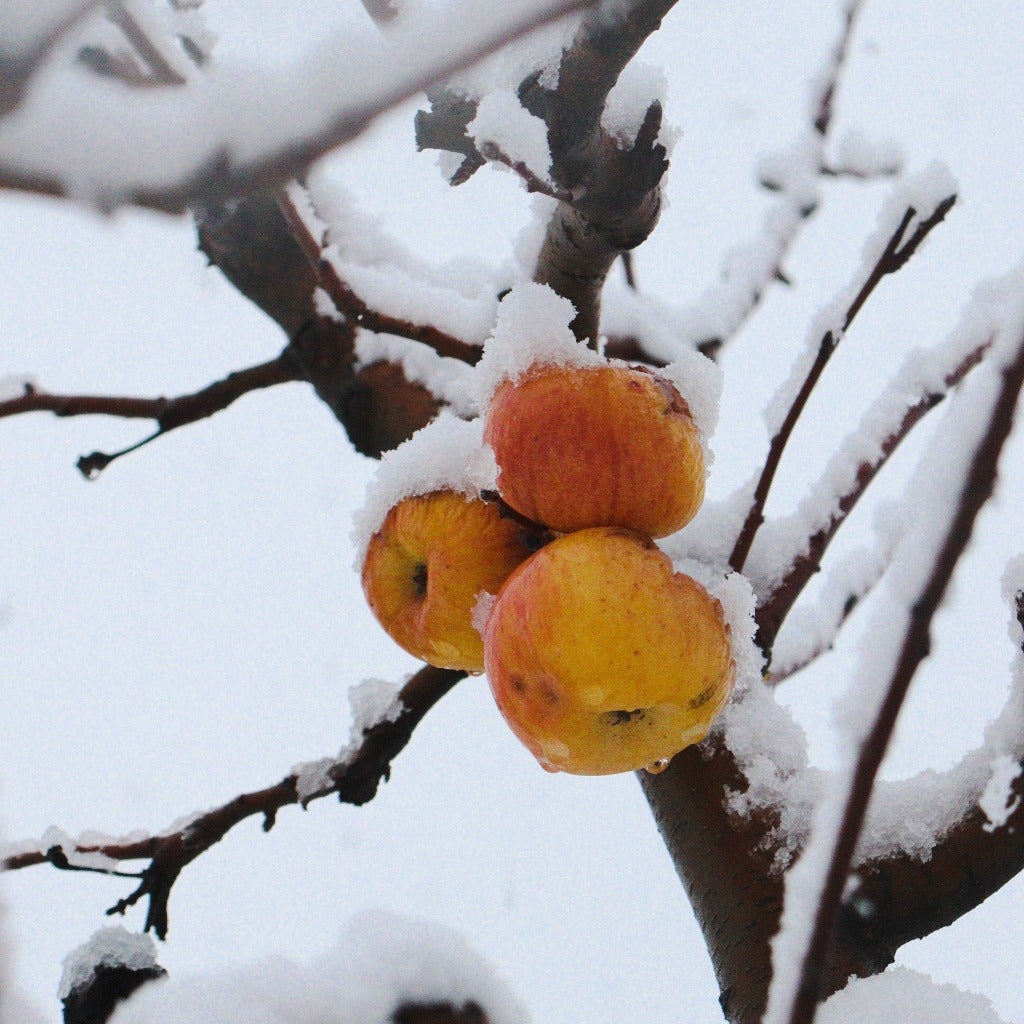 Rød Cox Orange Æbletræ - Malus Domestica Cox Orange giver æbler med en smag der er meget aromatisk og dejlig og æblerne kan blive siddende på træet og spises direkte fra træet helt indtil januar måned om vinteren