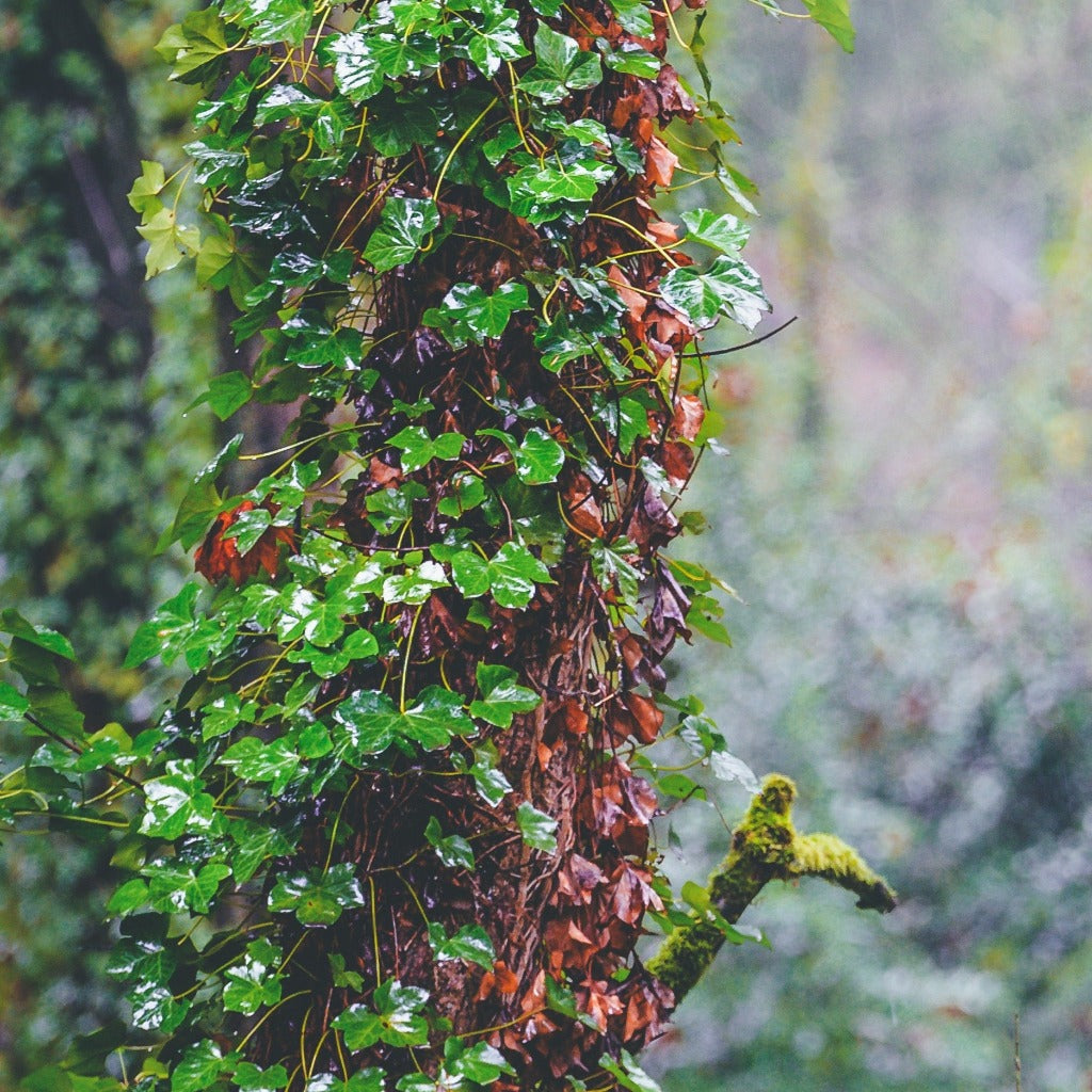 Vedbend (Hedera Hibernica) også kaldet efu er i høj grad er  her voksende op ad et træ for et mystisk og naturligt look
