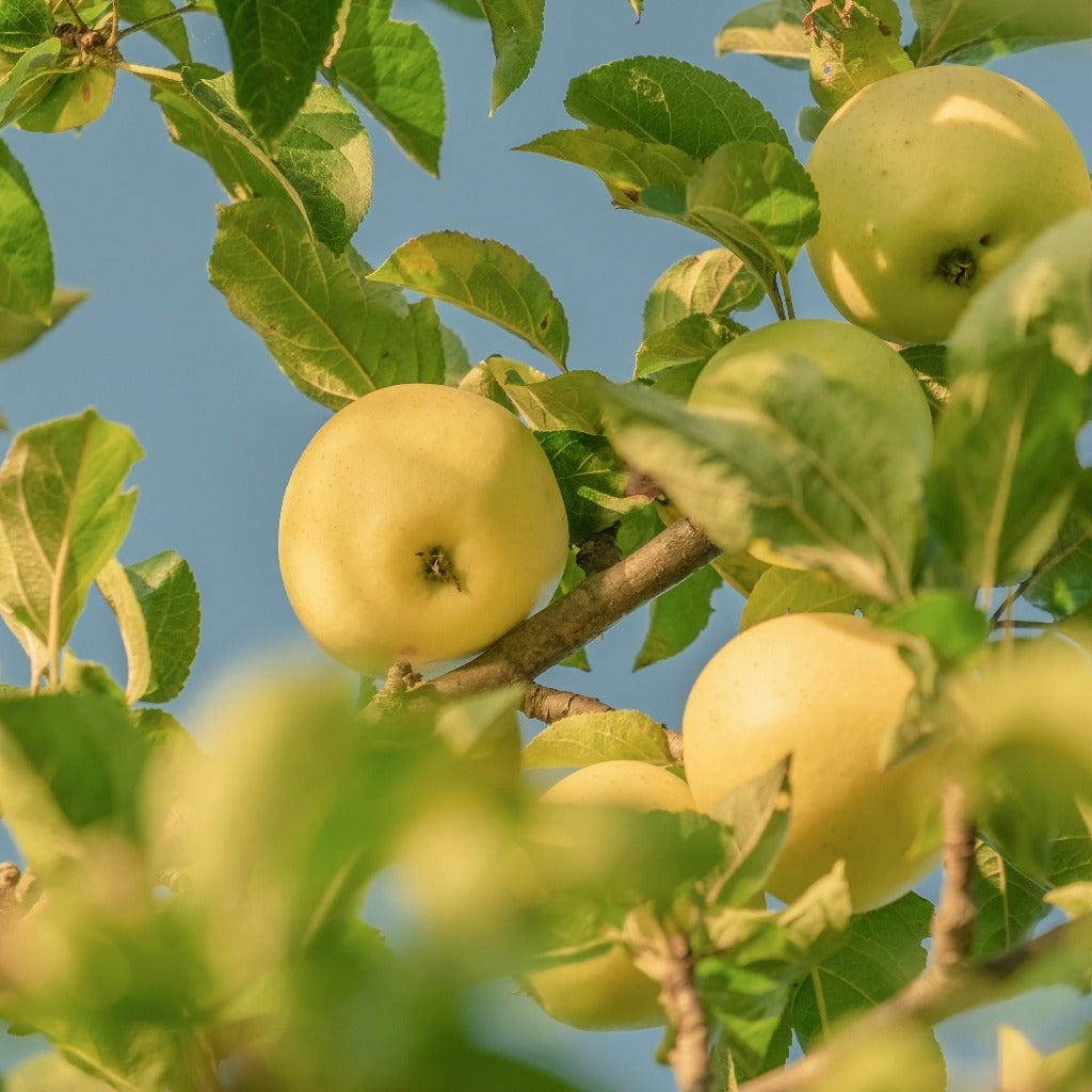 Filippa Æbletræet - Malus Domestica Filippa står her med grønne æbler og blade og løv op i mod den blå himmel