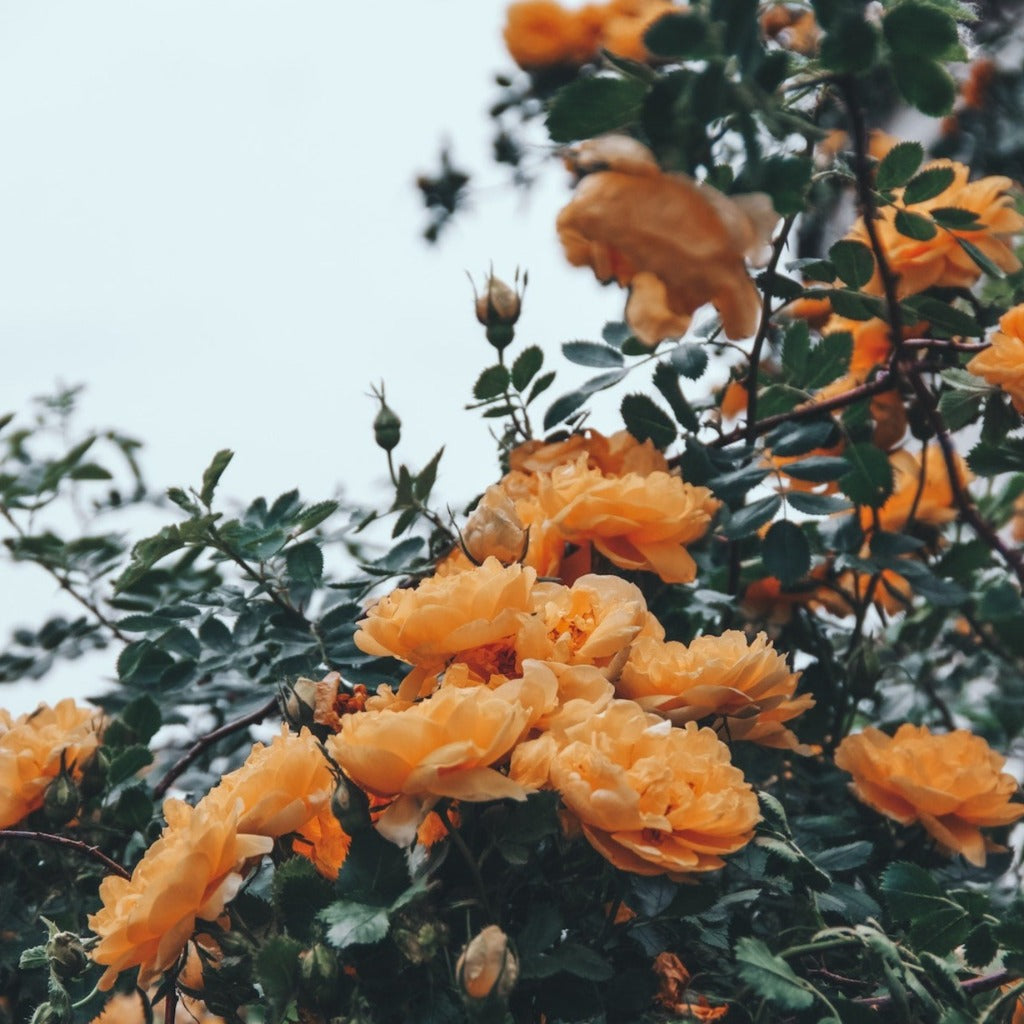 Storblomstret rose med flotte orange til laksefarvede blomster. Flora Danica Rosa