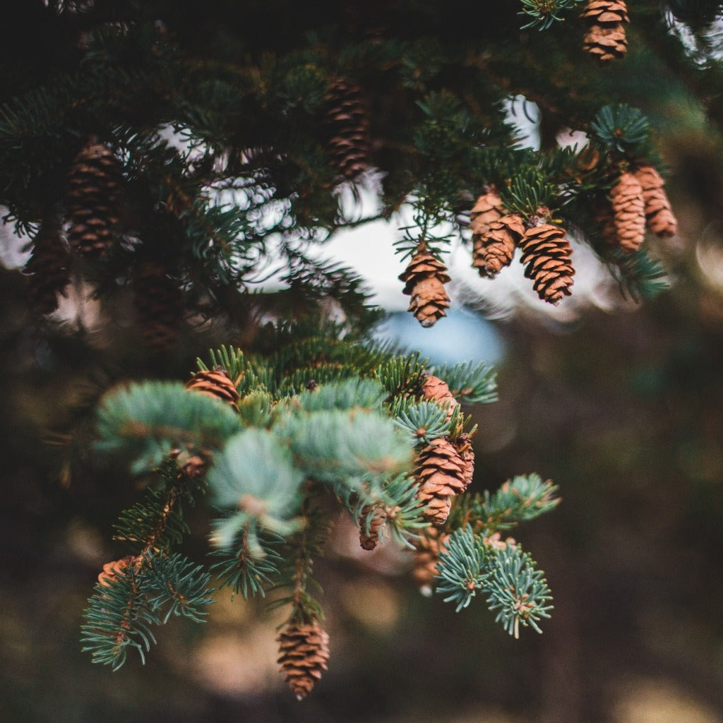 Bjergfyr (Pinus mugo) her med flotte grønne nåle og fine kogler der hænger ned fra træets grene