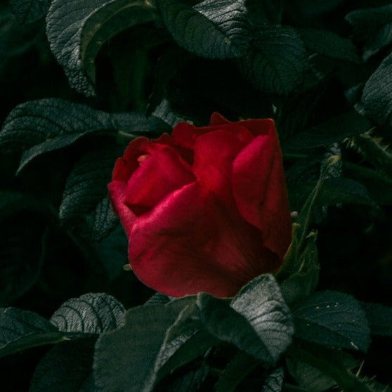 Småblomstret buket rose med smukke røde fløjlsagtige blomster. Rosen er god til snit og er en rigtig klassisk floribunda rose