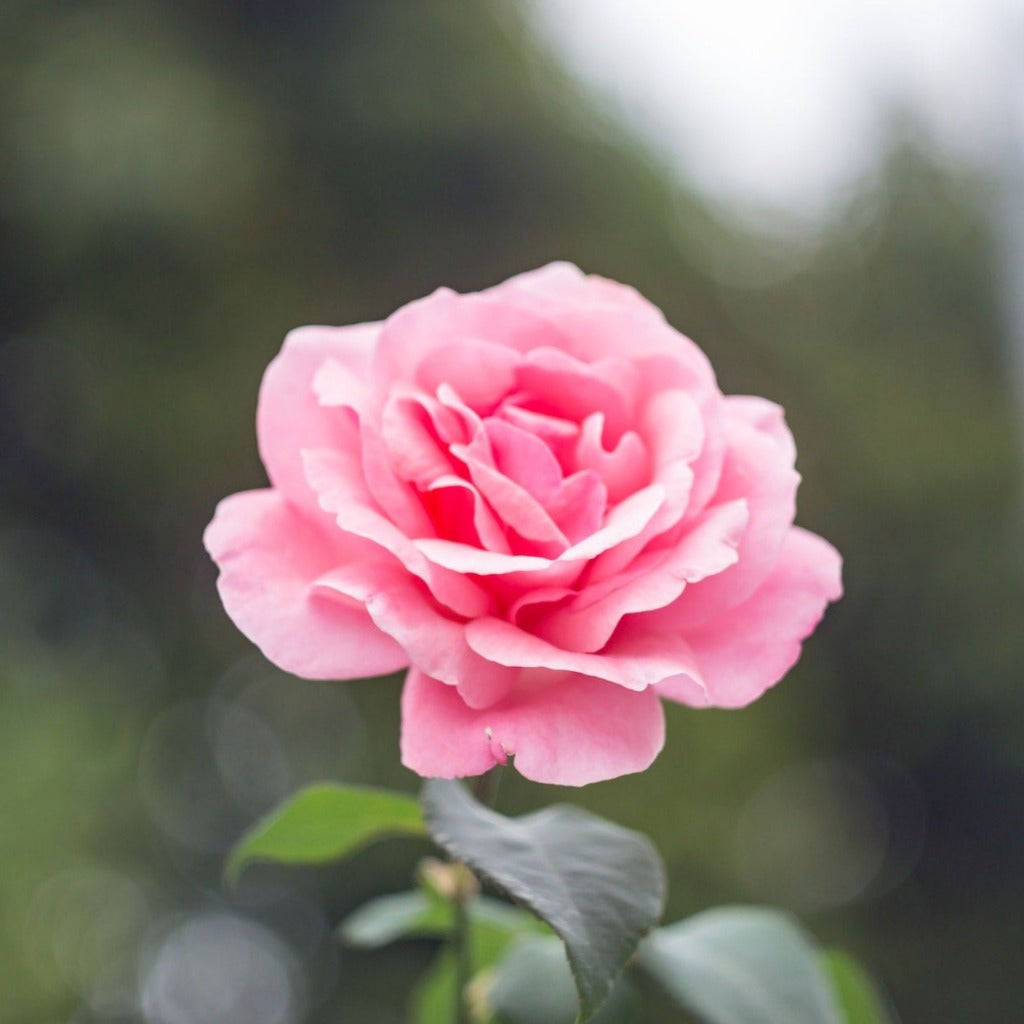 Verdens mest solgte slyngrose . Rosen blomstrer med massevis af flotte lyserøde rosen-blomster og der bliver mørkere og mørkere mod centrum.  Rosen er meget blomsterrig og blomstrer kraftigt