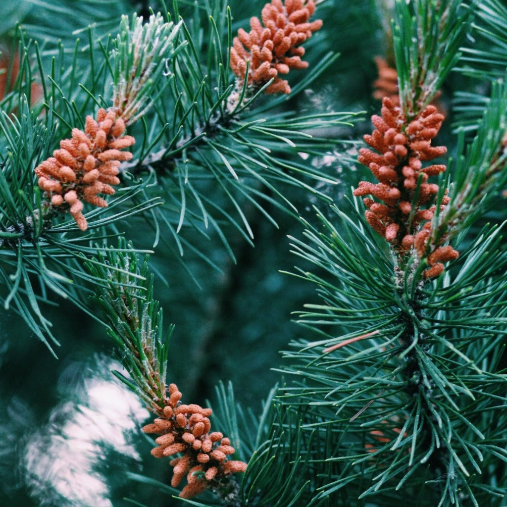 Bjergfyr (Pinus mugo) her med flotte grønne nåle og begyndende kogler eller fyr som det kaldes