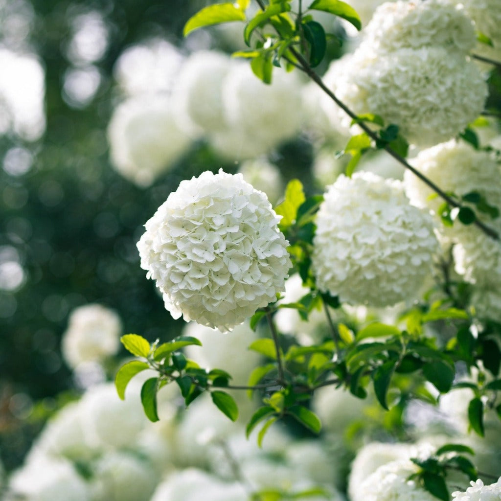 Smukke og duftende hvide kugler af blomster på blomstrende duftsnebolle, her hvor det kønne grønne løv og blade også ses