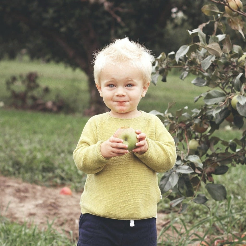 Filippa Æbletræet - Malus Domestica Filippa her hvor dreng har fået fat i et af æblerne der er fine og grønne med rødligt skær