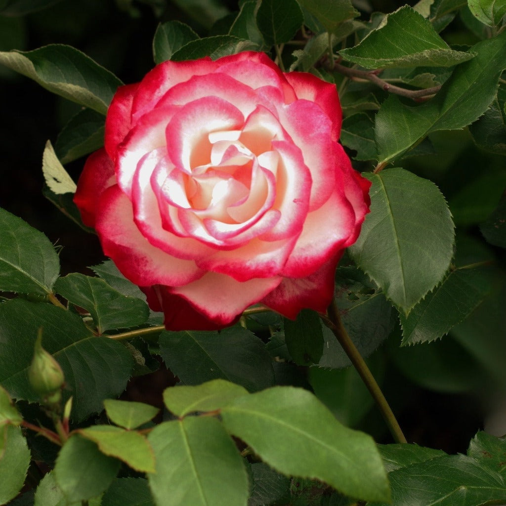 Storblomstret rose med flotte og meget unikt farvede blomster, der changere og fader fra creme hvide i midten til rødlige til kirsebærfarvet kant