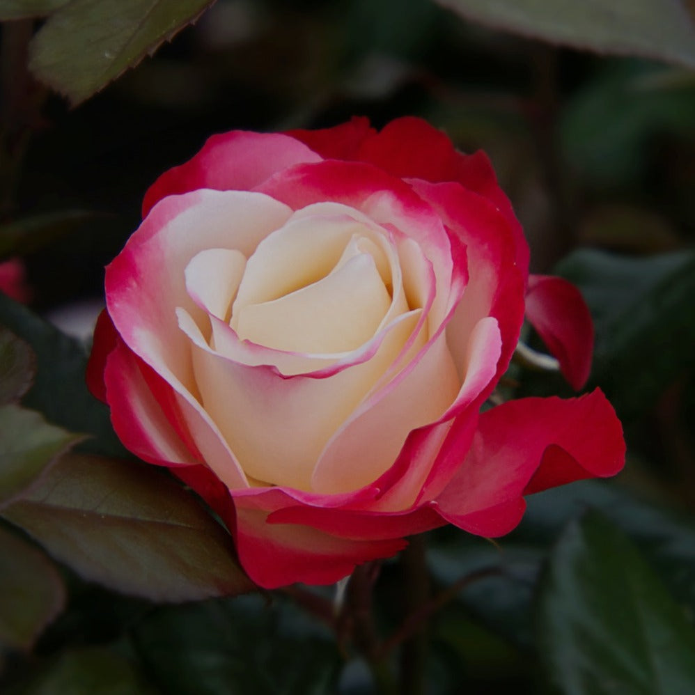 Storblomstret rose med flotte og meget unikt farvede blomster, der changere og fader fra creme hvide i midten til den rødlige næsten kirsebærfarvet kant