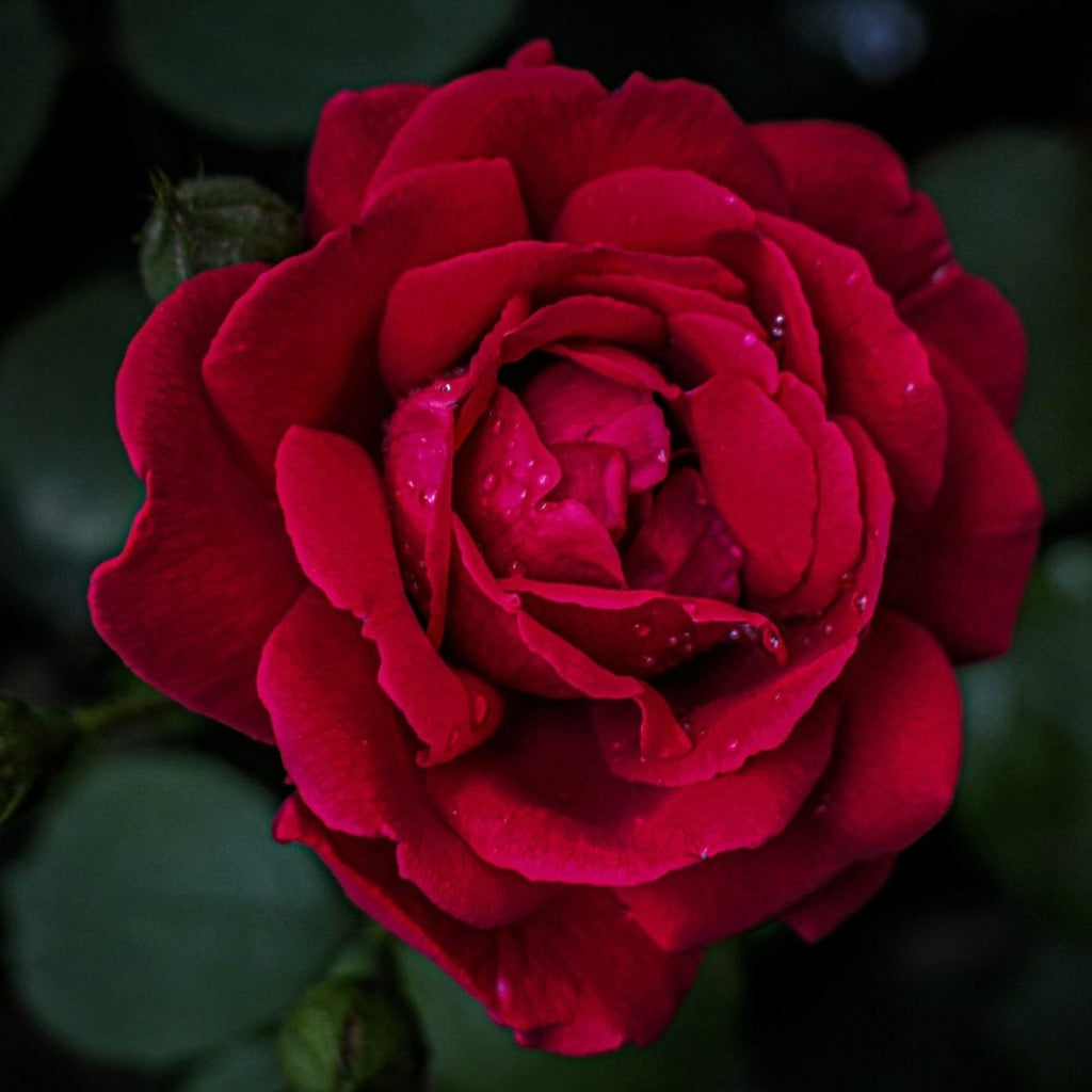 Storblomstret Ingrid Bergman Rosa klassiske, flotte og næsten fløjlsagtige røde blomster.