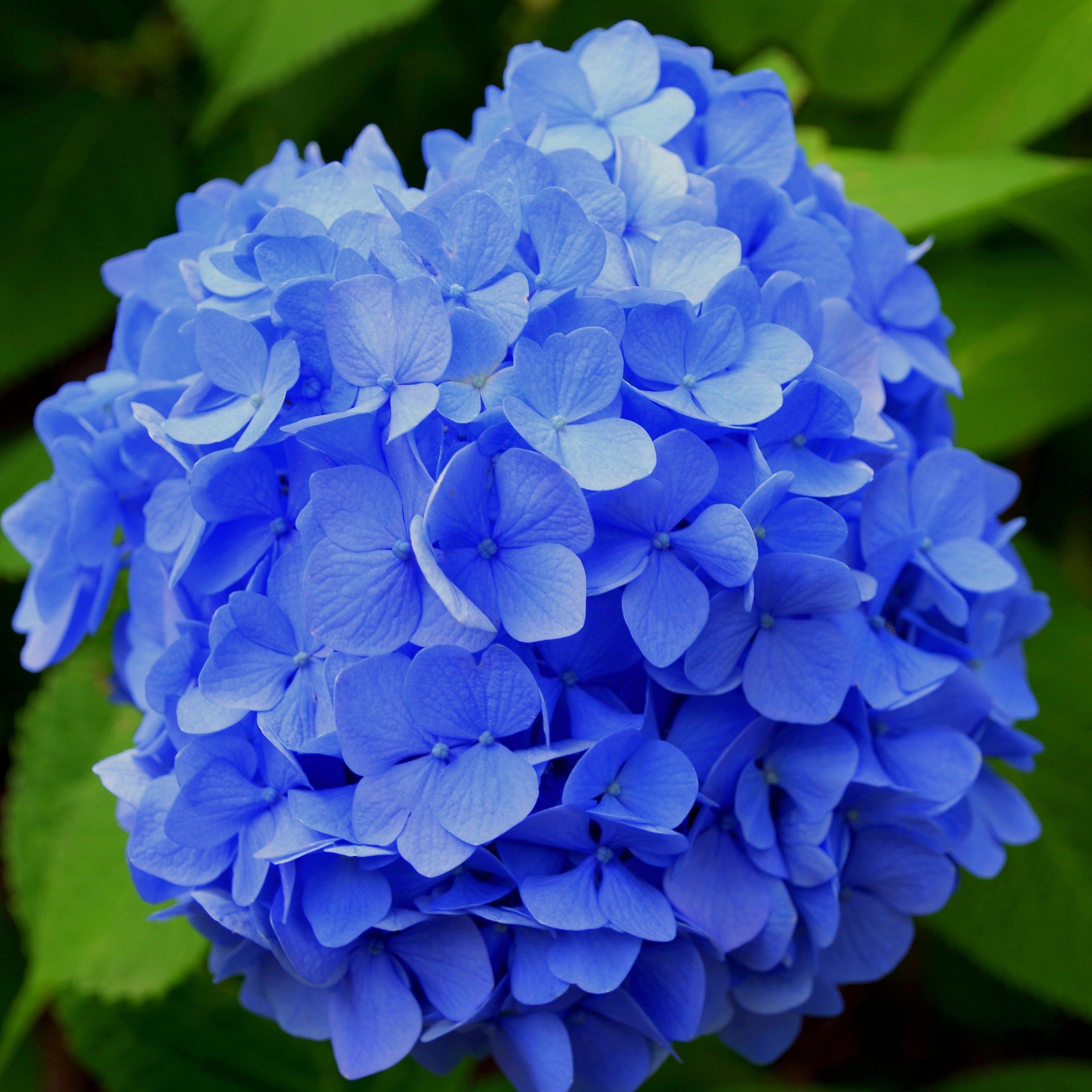 Blå hortensia (Hydrangea Macrophylla Blaumeise) kendetegnes ved de store, smukke blomsterskærme i blå og blållige nuancer og med pæne grønne blade her flot klar blå farve