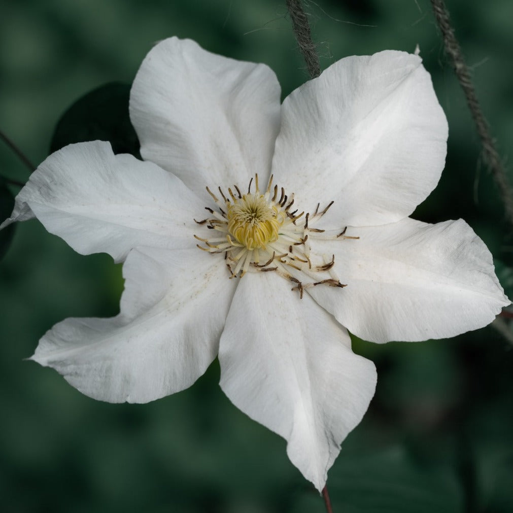 en hvide klematis (Clematisk Ms Bateman) med stor hvid blomst