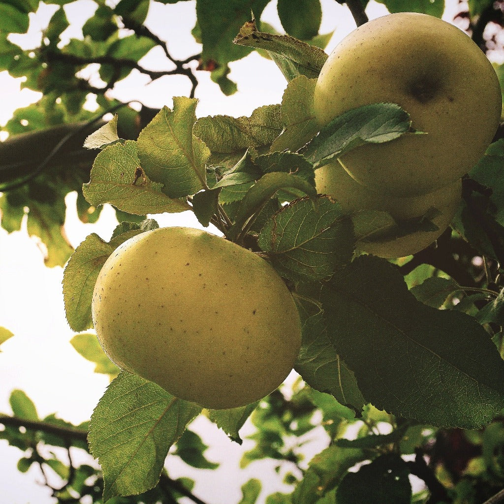 Filippa Æbletræet - Malus Domestica Filippa har en særlig og fin form på æblerne