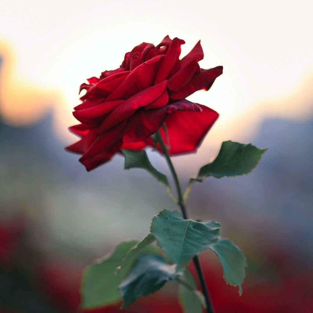 Storblomstret Ingrid Bergman Rose med helt klassiske, flotte og næsten fløjlsagtige røde blomster.