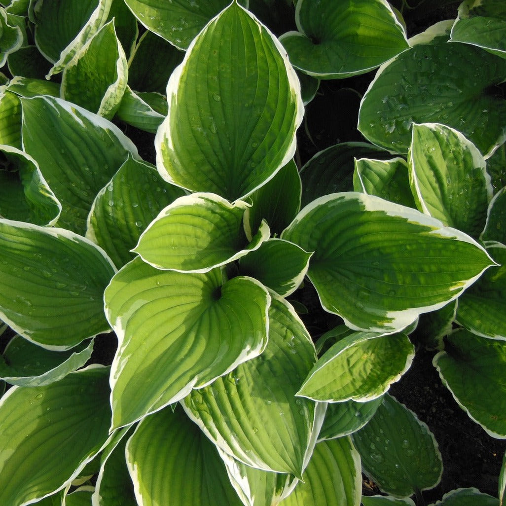 Hosta Patriot er en smuk staude med spændende løv og blade der er grønne med fin hvid kant. her set oppefra