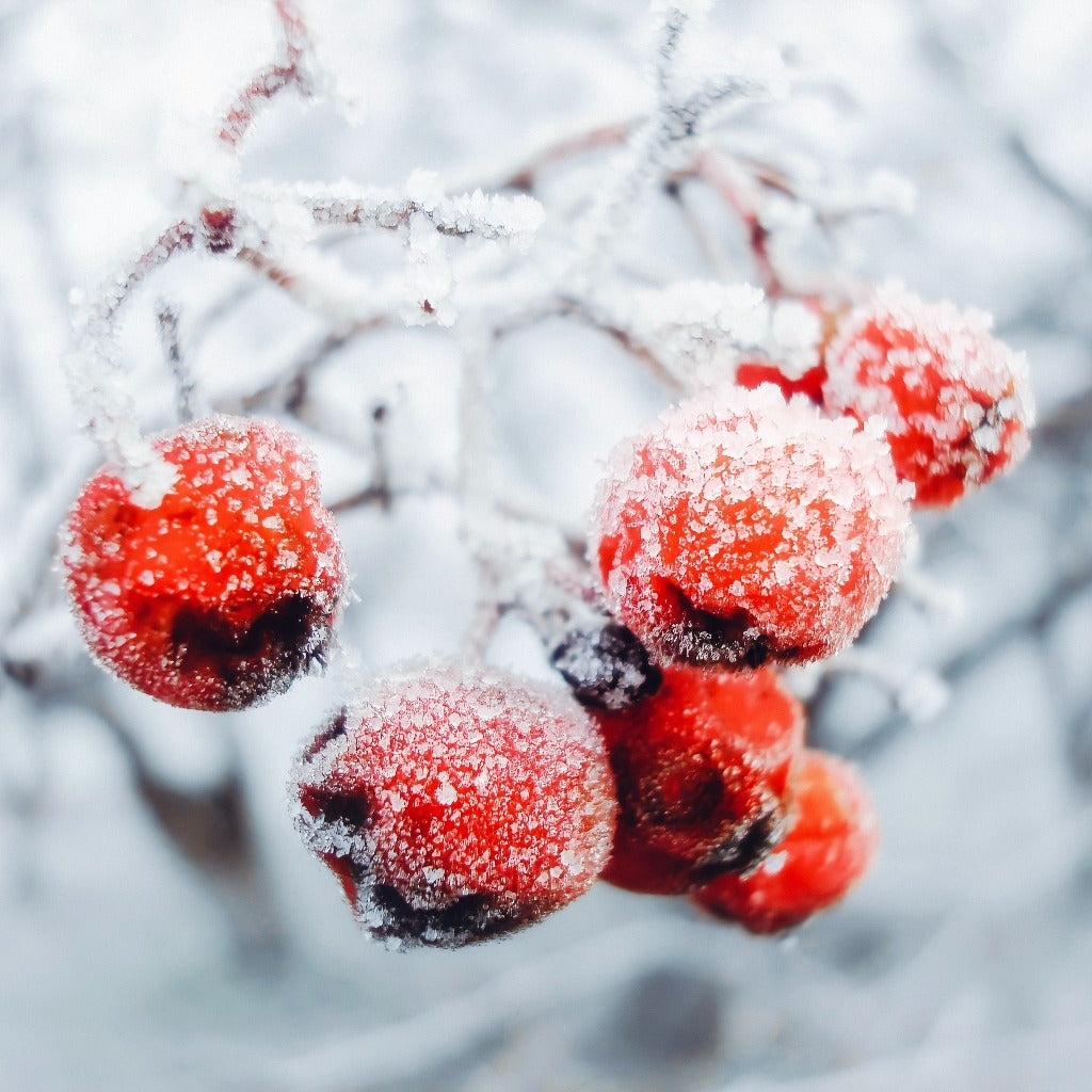 flot træ i vinterperioden hvor sneen ligger sig fint på de røde bær og den lysåbne grenstruktur