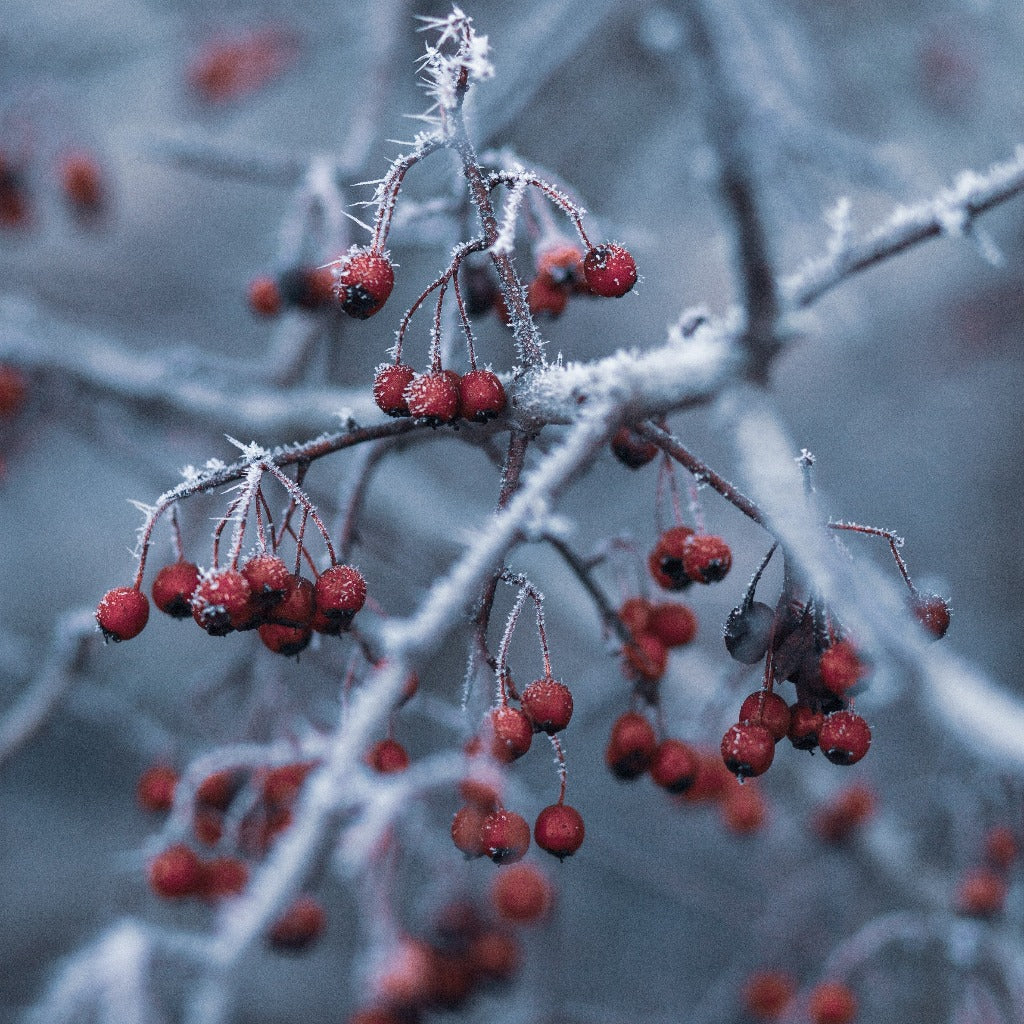flot træ i vinterperioden hvor sneen ligger sig fint på de røde bær og den lysåbne grenstruktur her sent på året og bærene er tørret en smule ind
