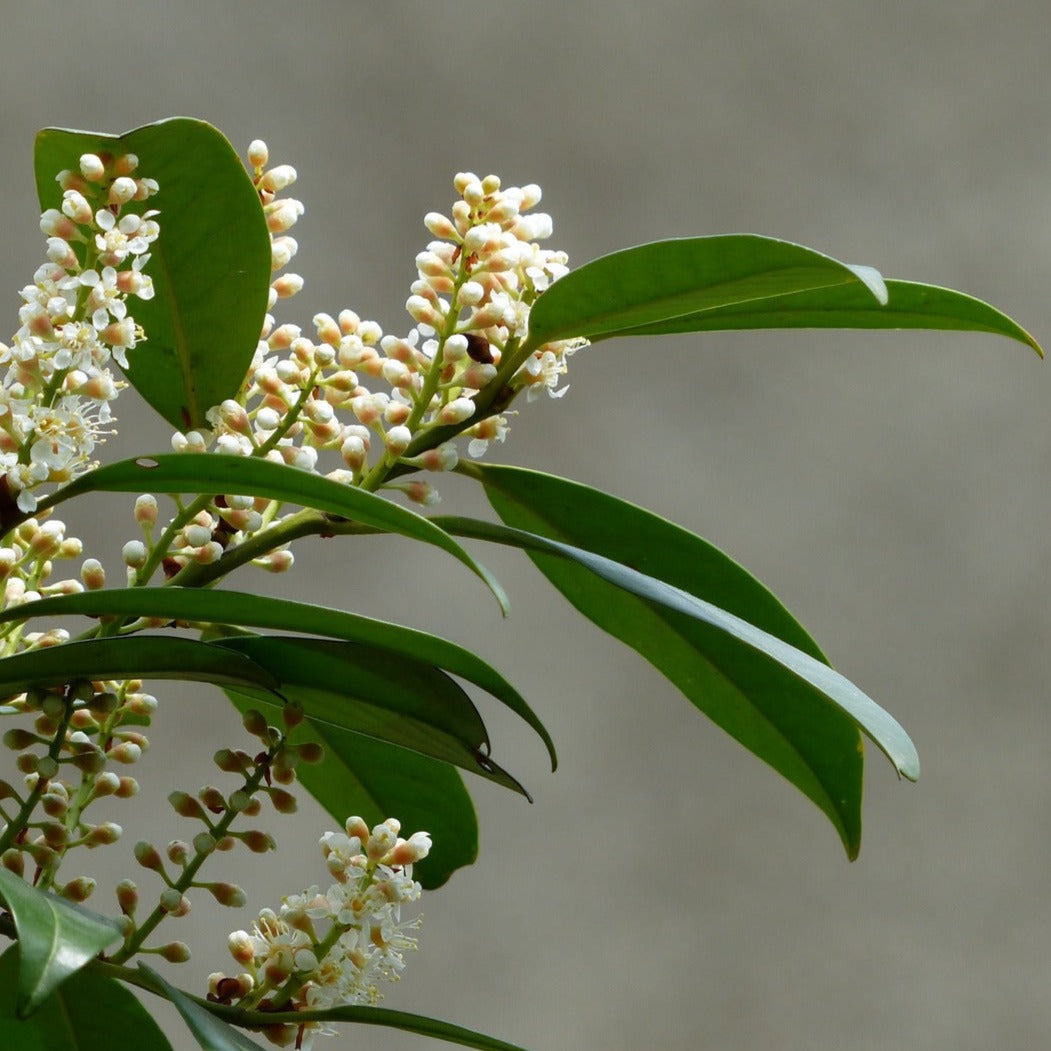 Laurbærkirsebær – Prunus Laurocerasus Etna