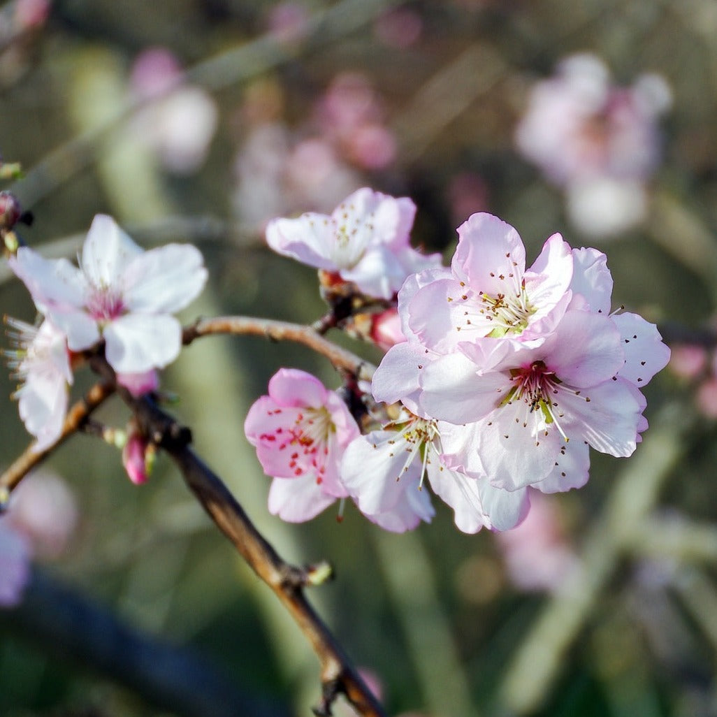 Ferskentræet (Prunus Persica Frost) ses her med flotte og meget yndige lyserøde til lysrosa blomster der kendetegner et ferskentræ