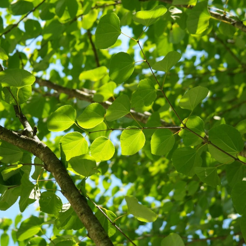Hjertetræ, også kaldt Katsua, er et løvfældende træ hvor lyset skinner flot igennem bladene over sommeren